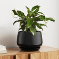 LE TAUCI Ceramic Planter, 10 Inch Plant Pot by LETAUCI