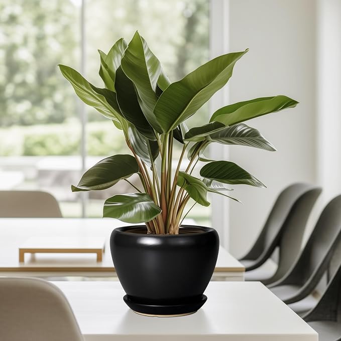 Ceramicfor Ceramic Planter Pot - Image 8
