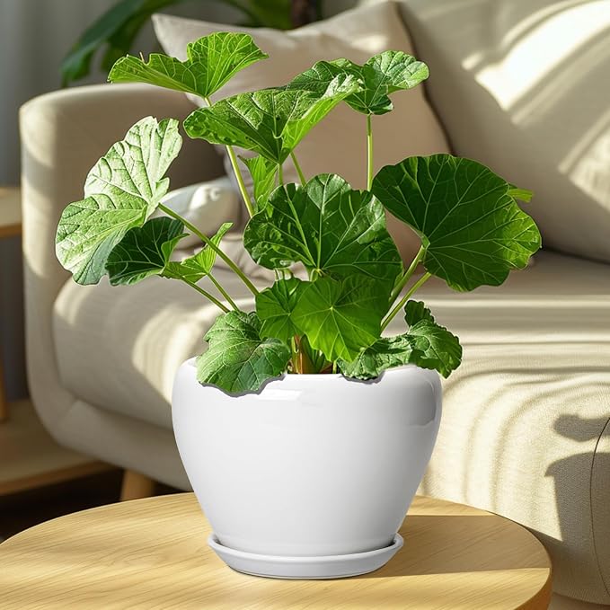 Ceramicfor Ceramic Pot for Plants, 8 Inch Planter, Glossy White | Plant Pot - Image 7