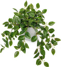 Briful Artificial Potted Plant Indoor, 17.7" Faux Watermelon Peperomia Trailing by Briful
