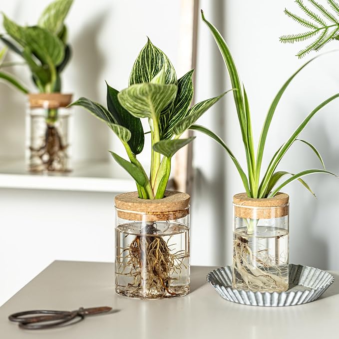 Glass Plant Propagation Stations - Image 7