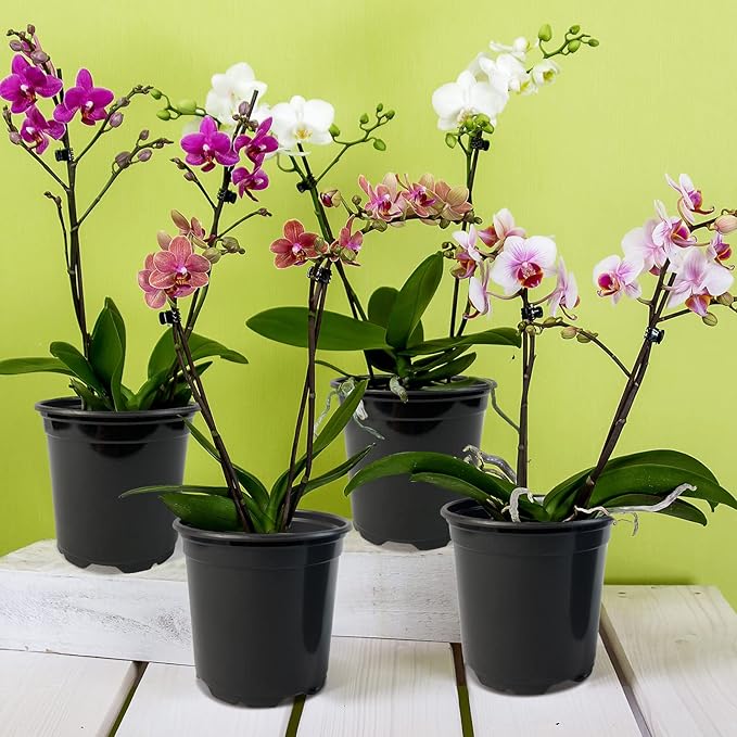 RAOOKIF 100 Pack Nursery Pots, 4 5 6 Inch Nursery Pot - Image 6