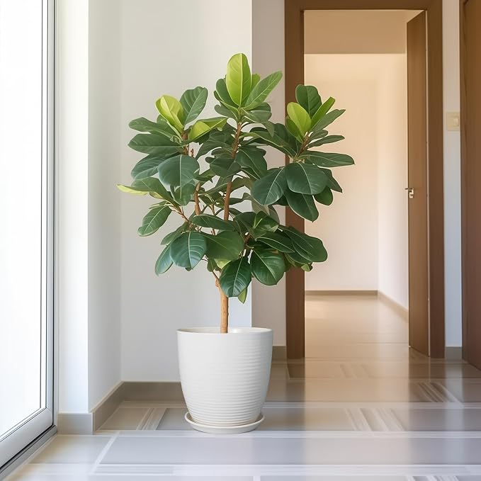 12 Inch Ceramic Planter Pot, Large Planter - Image 6
