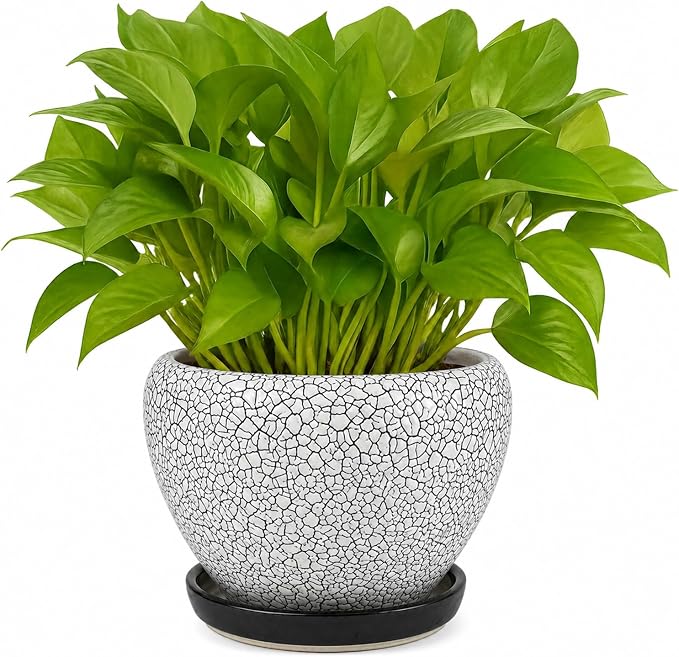 Deep Dream 6 Inch Plant Pots- Ceramic Planter Pot by DeepDream