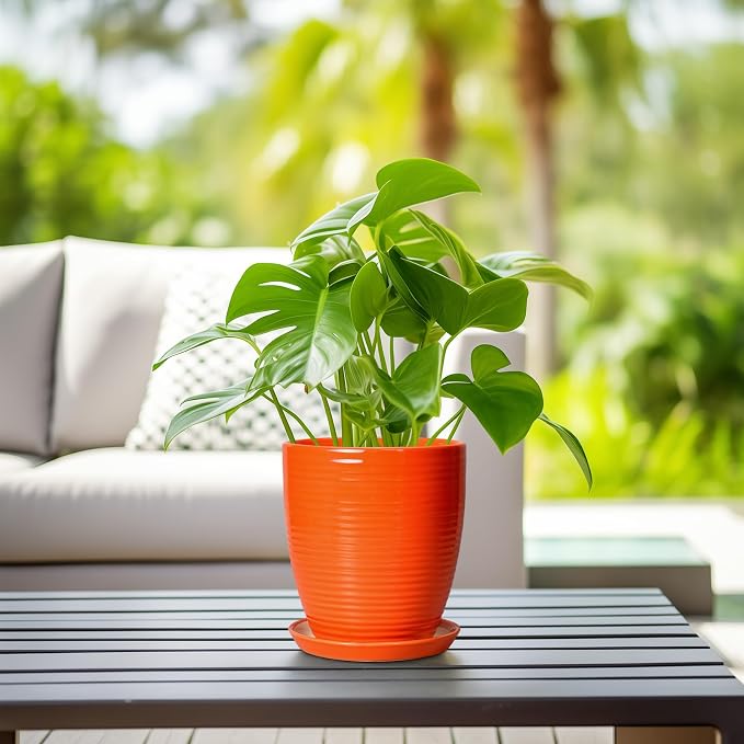 8 Inch Plant Pot, Ceramic Planters - Image 6