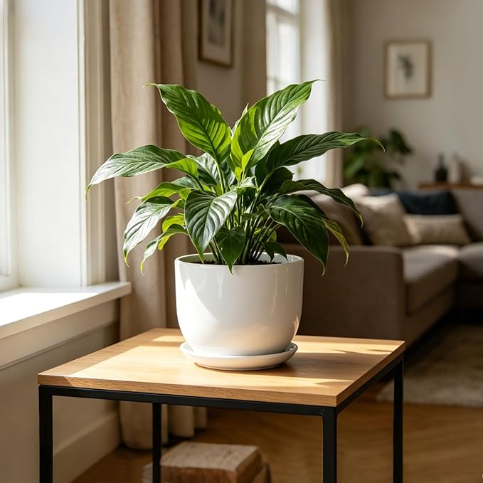 8 Inch Ceramic Planter, Plant Pots - Image 5