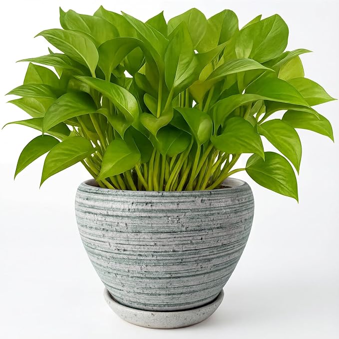 Deep Dream 6 Inch Plant Pots- Ceramic Planter Pot by DeepDream