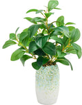 K&Y Realistic Artificial Potted Plants Olive Wild Fern Berry Decor Low by FreeCollocationShowYourself