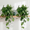Artificial Pothos Hanging Plant, Office Decor by Unknown