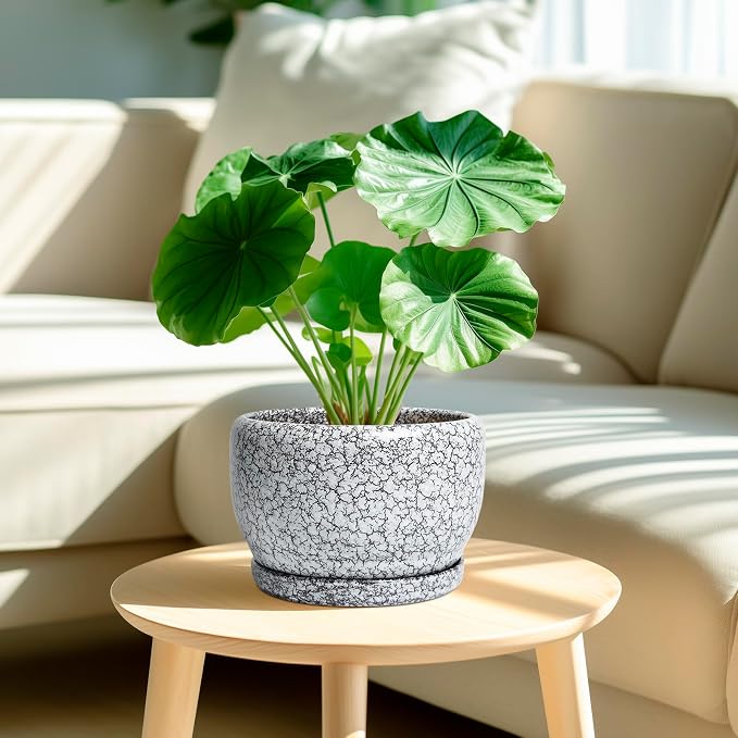 SQOWL 8 inch Plant Pot - Image 2