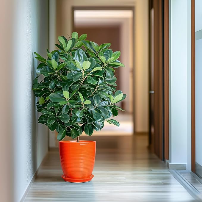 10 Inch Plant Pot, Ceramic Planters - Image 6