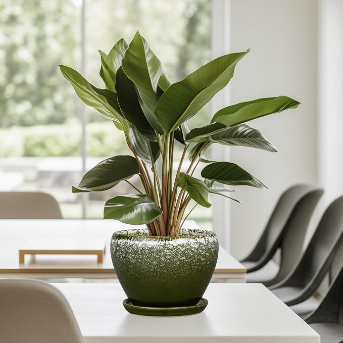 Ceramicfor 6 Inch Plant Pot - Image 8