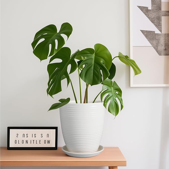 8 Inch Ceramic Planter Pot Round Plant Pot - Image 4