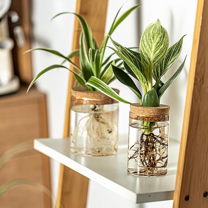 Glass Plant Propagation Stations - Image 7