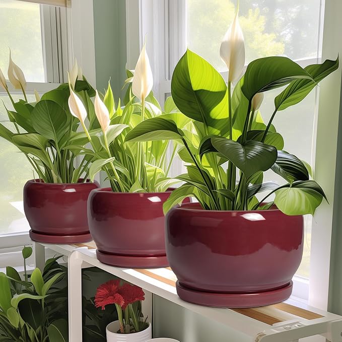 SQOWL 6 Inch Plant Pot - Image 5