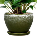 Ceramicfor 6 Inch Plant Pot by Ceramicfor