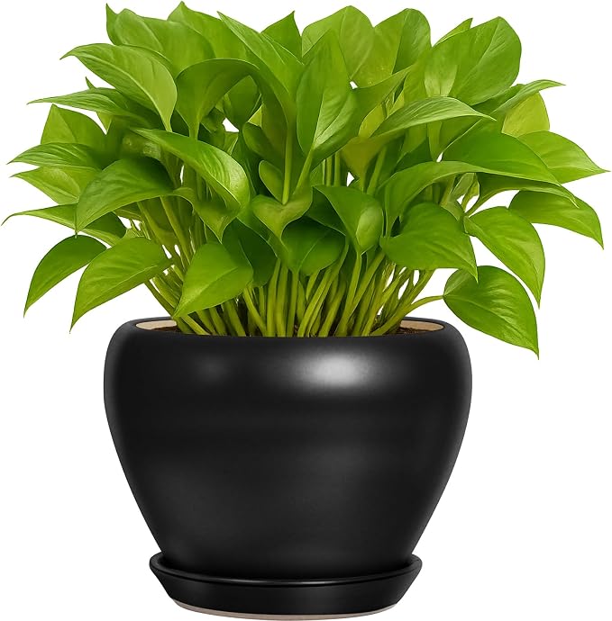 6 Inch Plant Pot by DeepDream