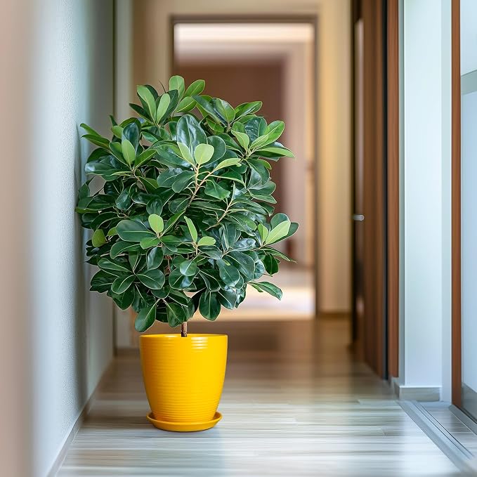 10 Inch Plant Pot - Image 5