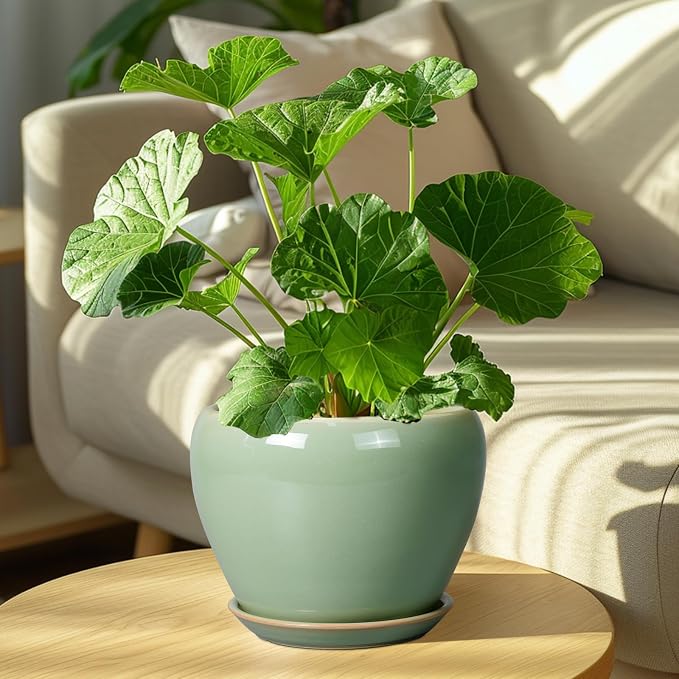 Ceramicfor 8 Inch Plant Pot - Image 7