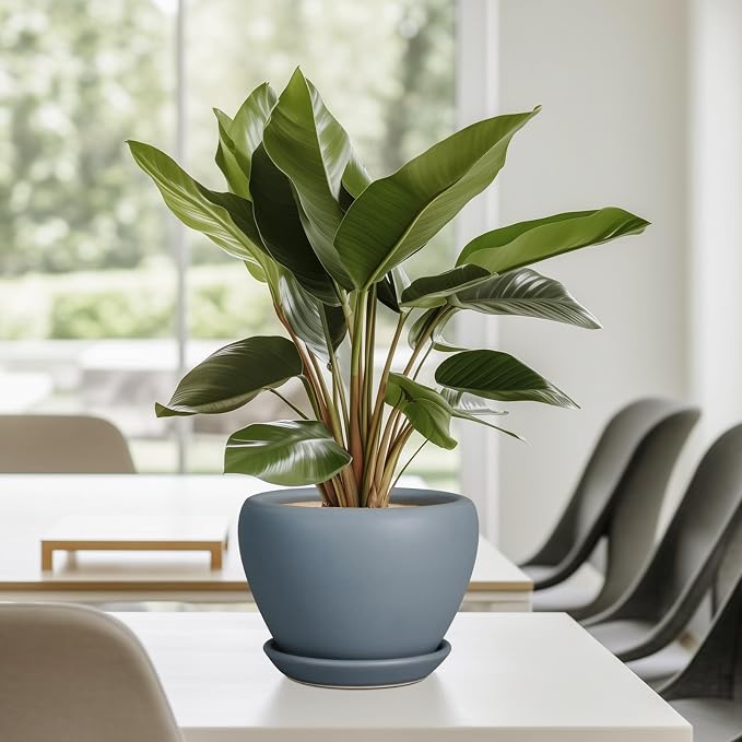 Ceramicfor Ceramic Pot for Plants - Image 7