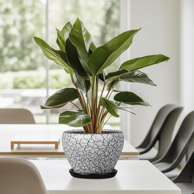 Ceramicfor Ceramic Planter Pot - Image 8