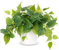 JPSOR Faux Plants Indoor, Pothos Small Fake Plants by JPSOR