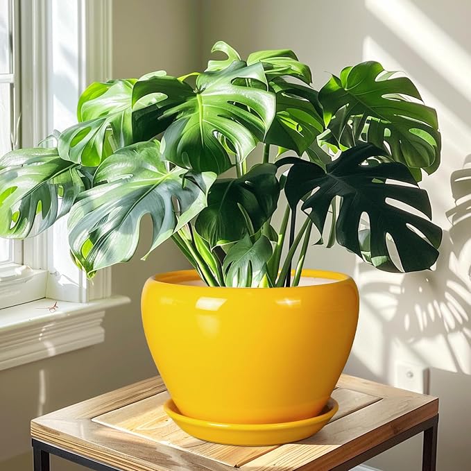 Ceramicfor Ceramic Planter - Image 6