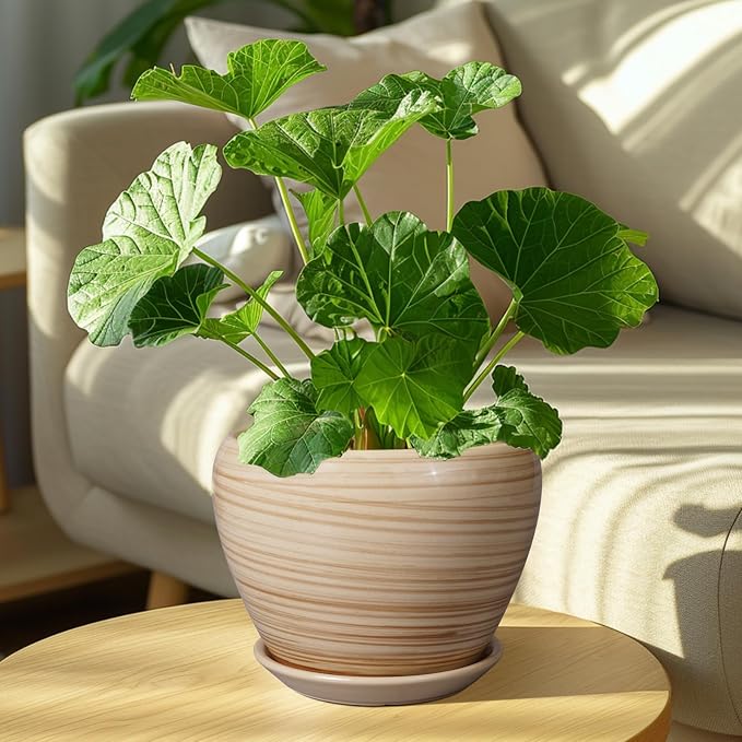 Ceramicfor Planter Pot 8 Inch, Ceramic Pot - Image 7