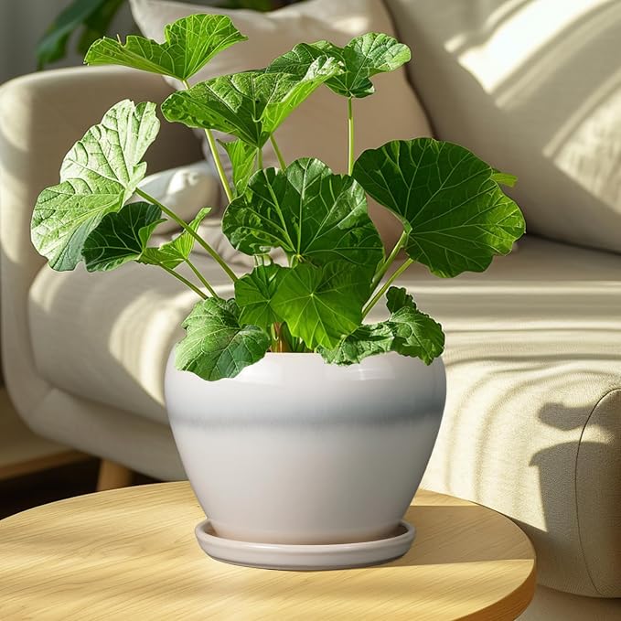 Ceramicfor Ceramic Planter - Image 4