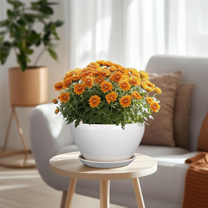 Ceramicfor Ceramic Planter - Image 4