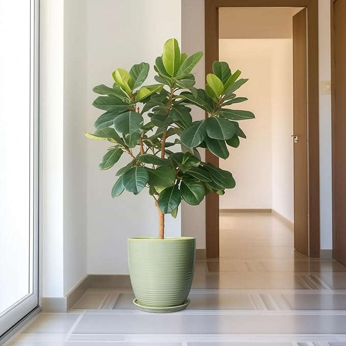 12 Inch Pots for Plants - Image 2