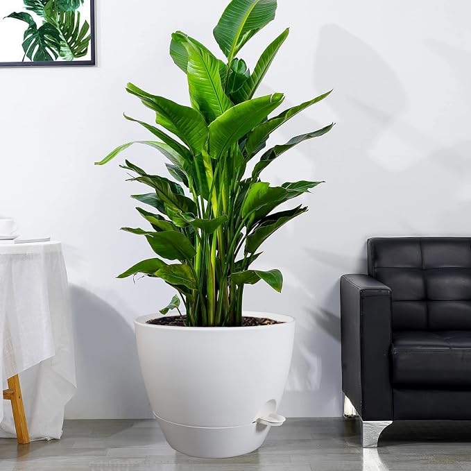 UOUZ 12inch Self Watering Pots, Plastic Planters - Image 6