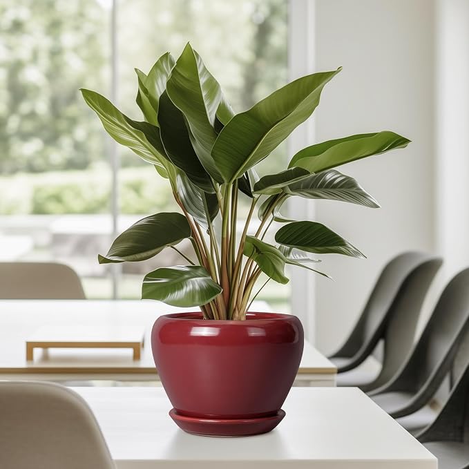 Ceramicfor Ceramic Pot for Plants - Image 5
