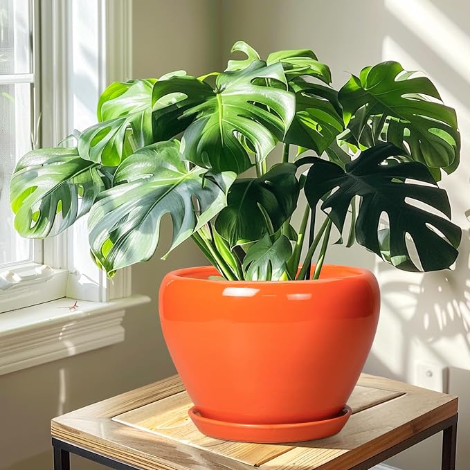 Ceramicfor Ceramic Pot for Plants - Image 6