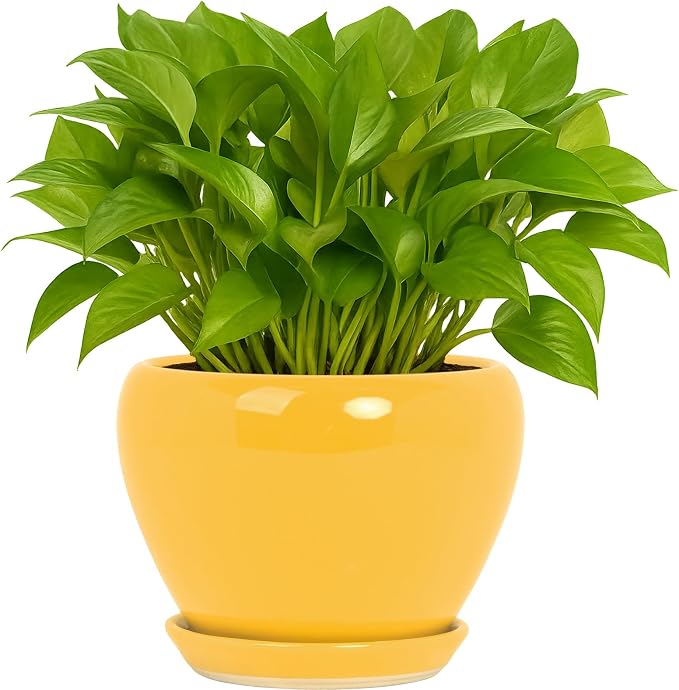Deep Dream 6 Inch Plant Pots- Ceramic Planter Pot by DeepDream