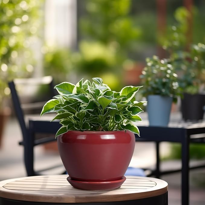 Ceramicfor Ceramic Pot for Plants - Image 4