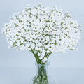 MAQIHAN 6 Babys Breath Artificial Flowers by MaqiIhanCustomOfficial