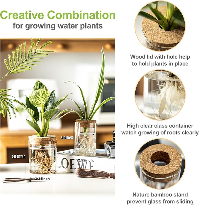 Glass Plant Propagation Stations - Image 2