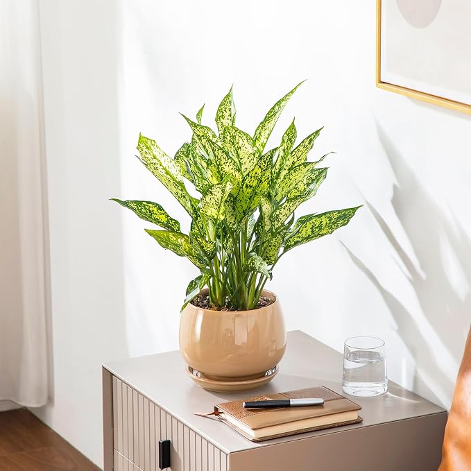 vancasso 3-Pack Ceramic Plant Pots, 7.3/9.6/11.6 Inch Indoor Planters - Image 7