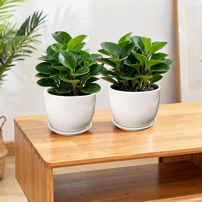 Ceramic Plant Pots, Ceramic Planter - Image 4