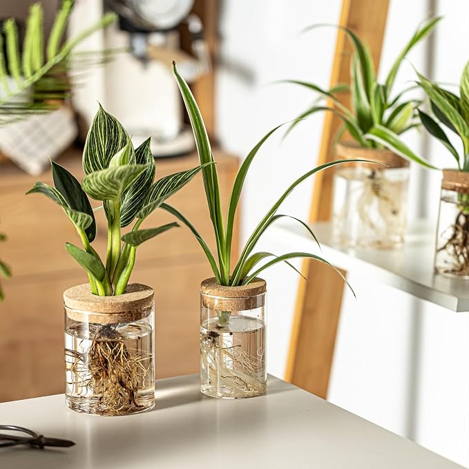 Glass Plant Propagation Stations - Image 7
