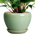 Ceramicfor 6 Inch Plant Pot by Ceramicfor