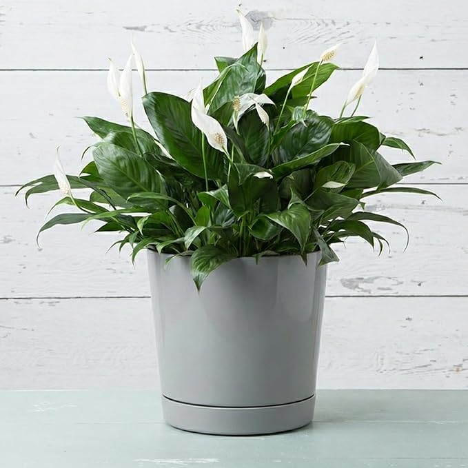 Root & Vessel Majestic Full Depth Round Cylinder Pot, Glossy Gray - Image 2