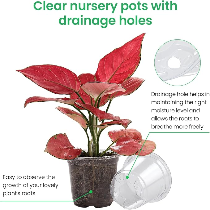 Bluepro Clear Nursery Pots - Image 3
