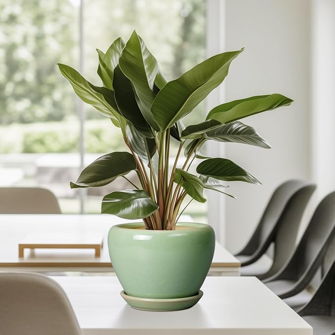 Ceramicfor 6 Inch Plant Pot - Image 7