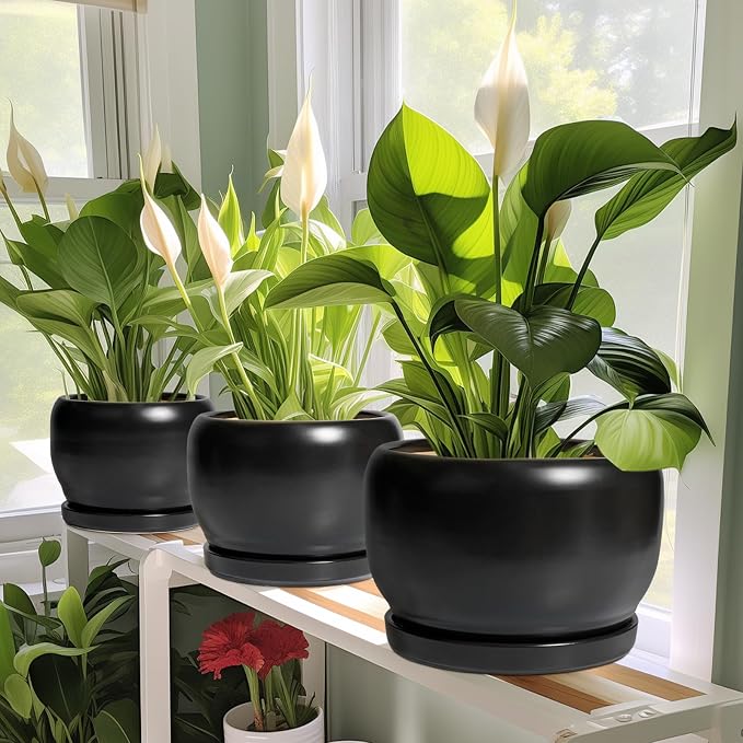SQOWL Ceramic Plant Pots - Image 6