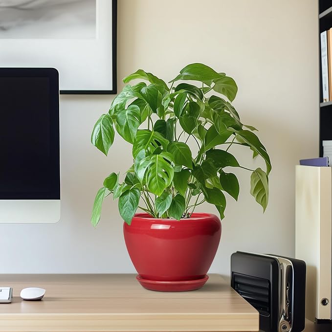 Ceramicfor 6 Inch Plant Pot - Image 7