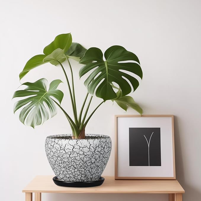Ceramicfor Ceramic Planter Pot - Image 7