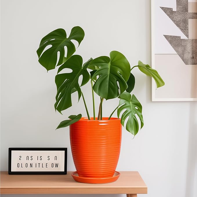 8 Inch Plant Pot, Ceramic Planters - Image 3