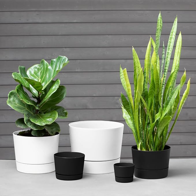 Root & Vessel Majestic Mid-Century Modern Low Profile Cylinder Pot, Matte Black - Image 2